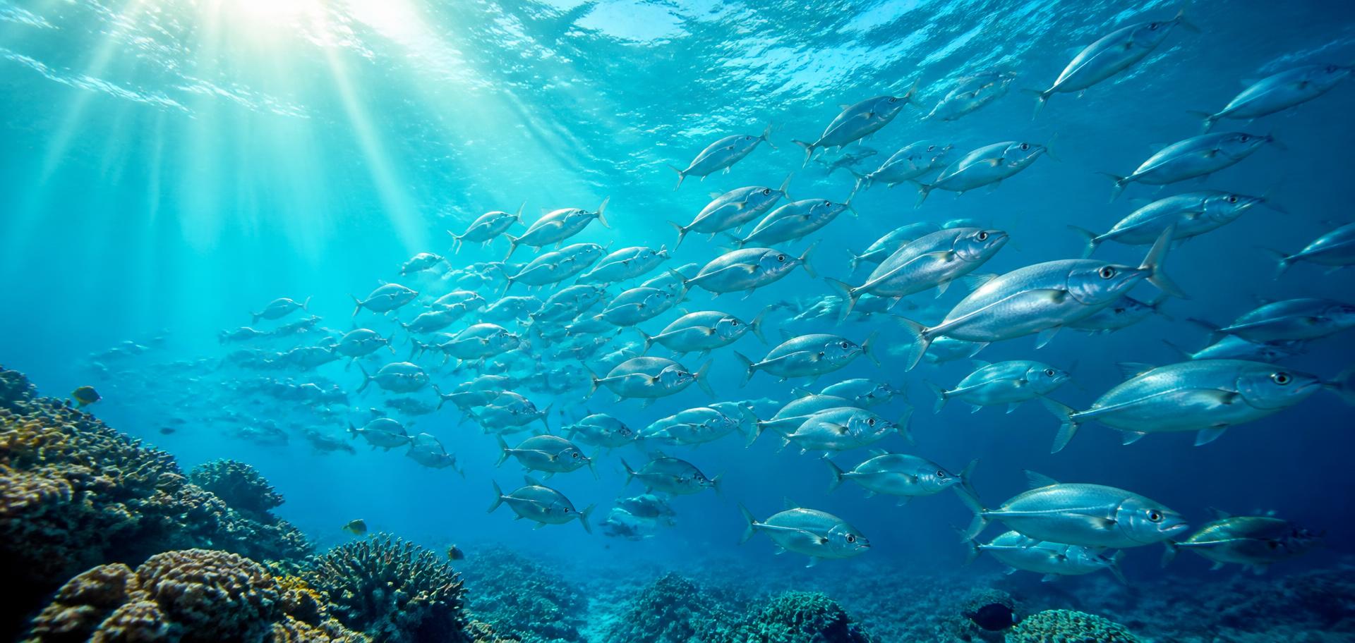 Sunlit open water with a school of fish